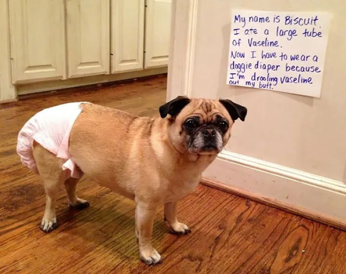 78 Asshole Dogs Being Shamed For Their Crimes