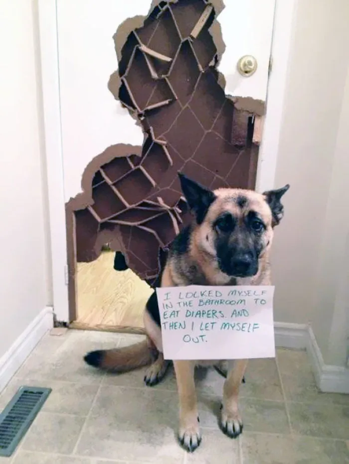 78 Asshole Dogs Being Shamed For Their Crimes