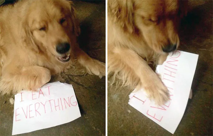 78 Asshole Dogs Being Shamed For Their Crimes