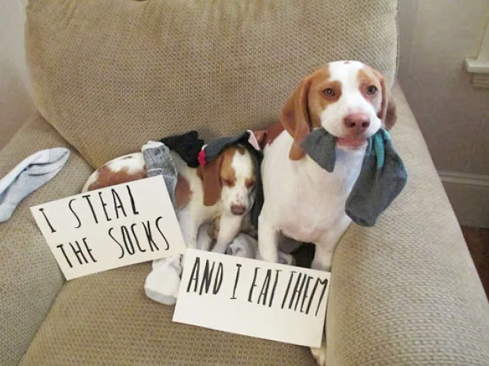 78 Asshole Dogs Being Shamed For Their Crimes
