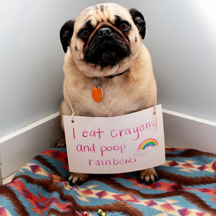 78 Asshole Dogs Being Shamed For Their Crimes