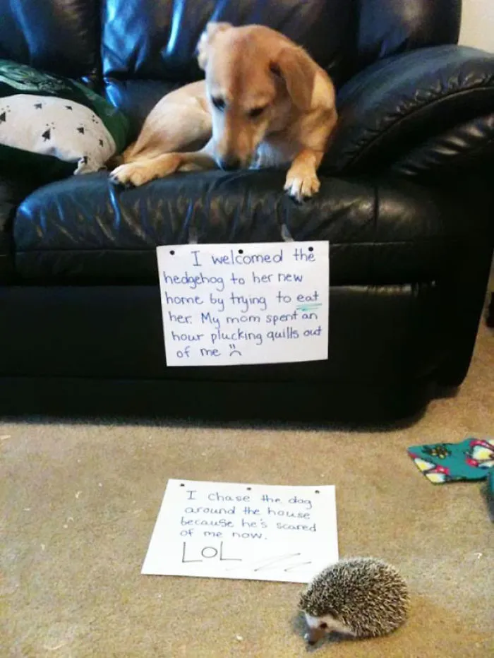 78 Asshole Dogs Being Shamed For Their Crimes