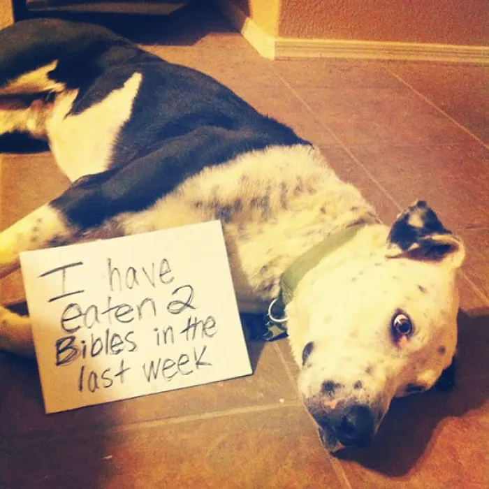 78 Asshole Dogs Being Shamed For Their Crimes