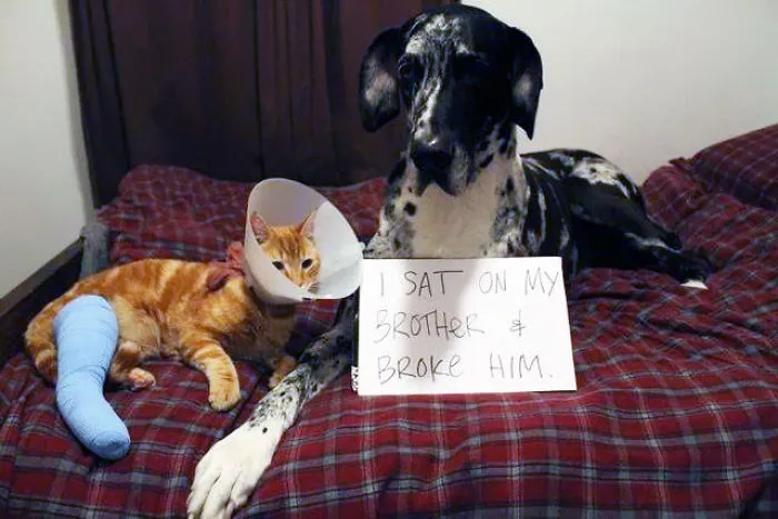 78 Asshole Dogs Being Shamed For Their Crimes