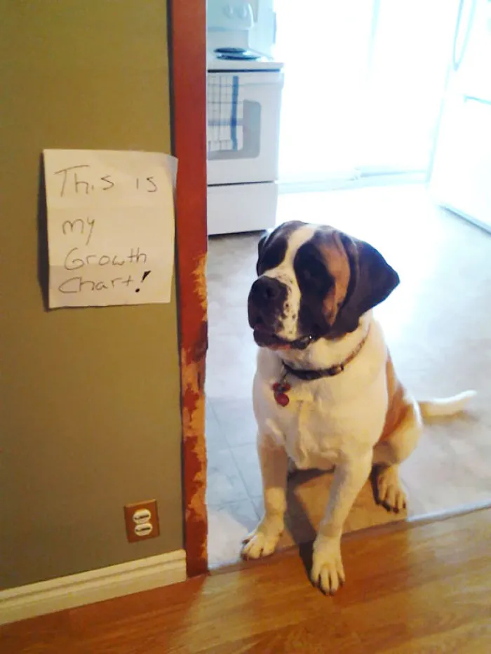 78 Asshole Dogs Being Shamed For Their Crimes