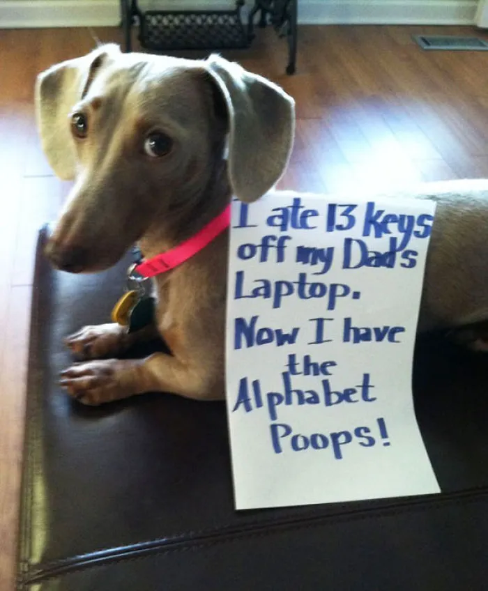 78 Asshole Dogs Being Shamed For Their Crimes
