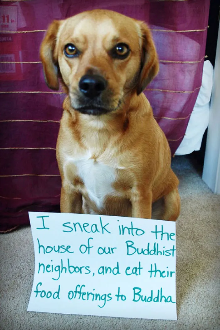 78 Asshole Dogs Being Shamed For Their Crimes