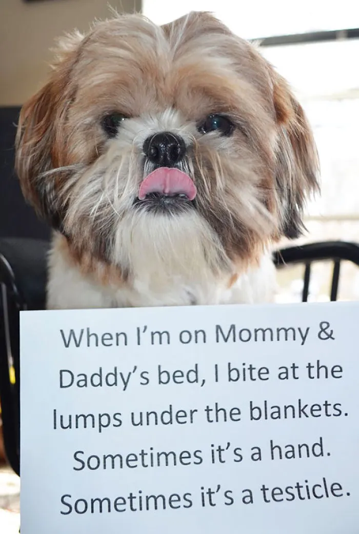 78 Asshole Dogs Being Shamed For Their Crimes