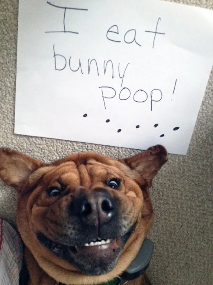 78 Asshole Dogs Being Shamed For Their Crimes