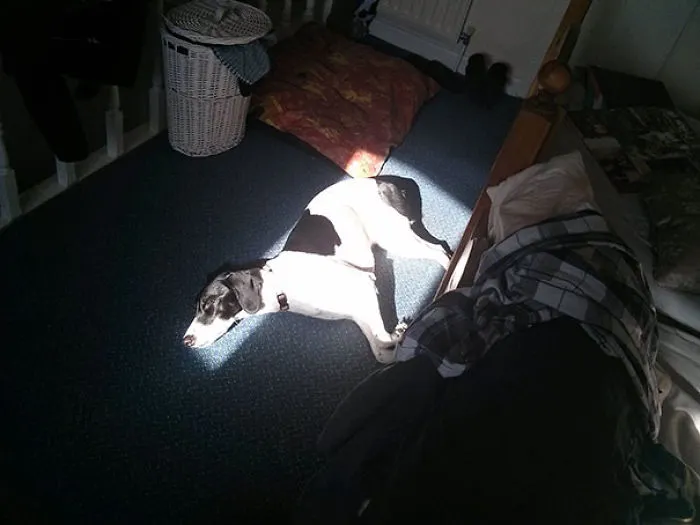 50 Animals That Love Warmth More Than Anything