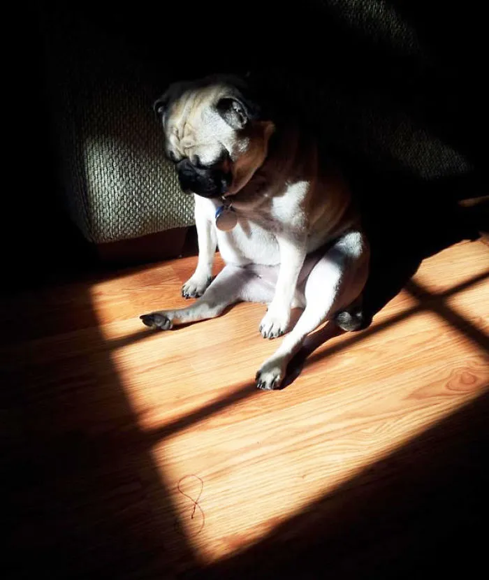 50 Animals That Love Warmth More Than Anything