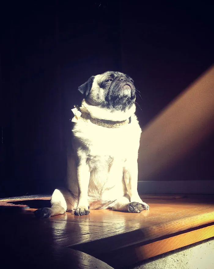 50 Animals That Love Warmth More Than Anything