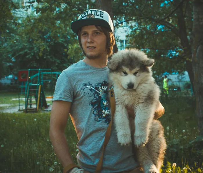 Cute Malamute Puppy Turns Into A Giant Fury Beast