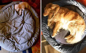 239 Before & After Photos Of Dogs Growing Up (Part II)