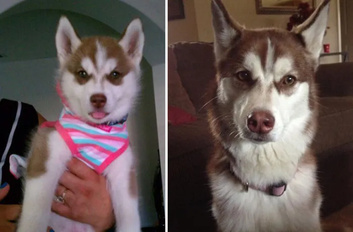 One Year Apart. My Wolf Bear Cub Scarlet Has Grown