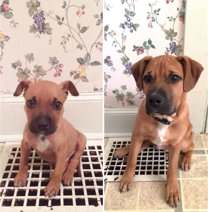 He's Grown A Lot In Ten Weeks