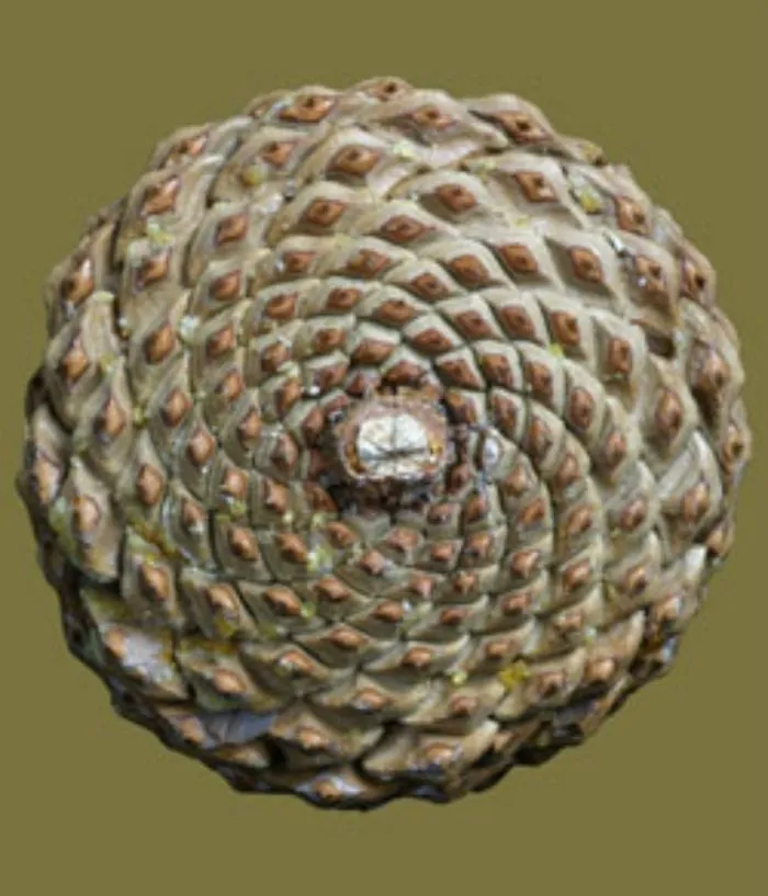Pinecone