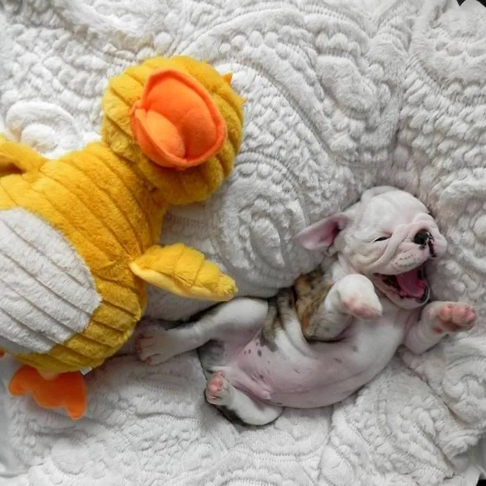 111 Beautiful Bulldog Puppies That Will Melt Your Heart