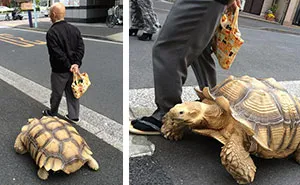 World's Most Patient Pet Owner Walks His Giant Tortoise Through Streets Of Tokyo