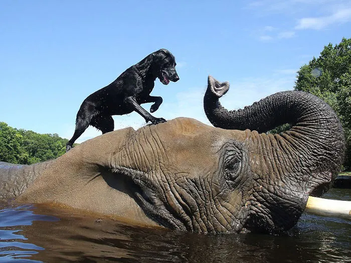 Dog Riding An Elephant
