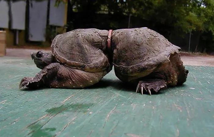 Turtle Trapped In Plastic Waste Couldn't Grow