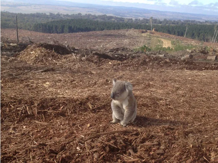 Koala Lost Her Home