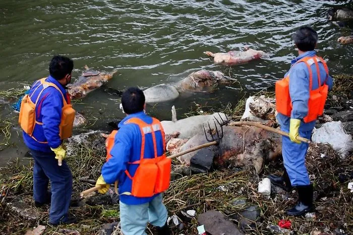 Over 3000 Dead Pigs Fished Out Of Huangpu River