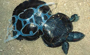 119 Heartbreaking Photos Of Pollution That Will Inspire You To Recycle