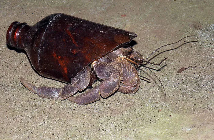 Crab Lives In Old Bottle