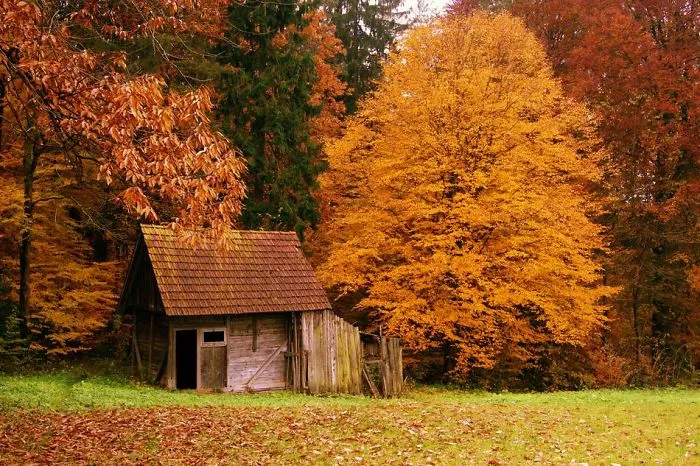 Beautiful Forest Houses