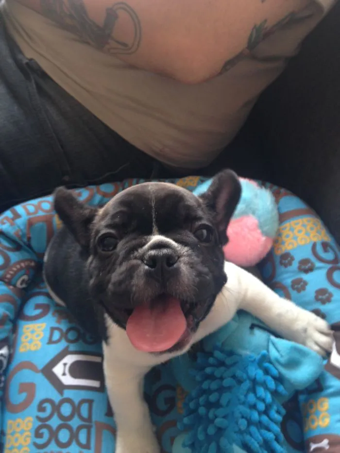 111 Beautiful Bulldog Puppies That Will Melt Your Heart