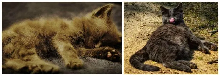 Flea: At 6 Weeks And At Almost Two Years Old.