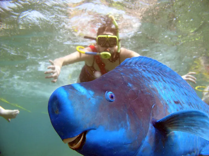 90 Of The Funniest Animal Photobombs Ever