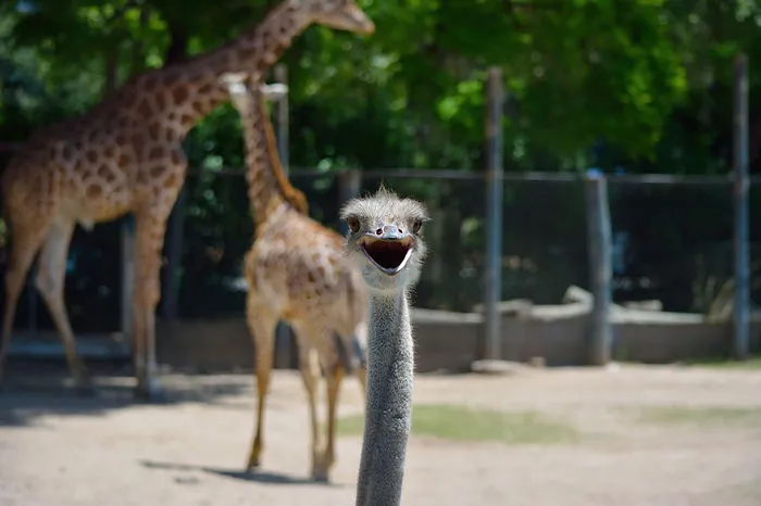 90 Of The Funniest Animal Photobombs Ever