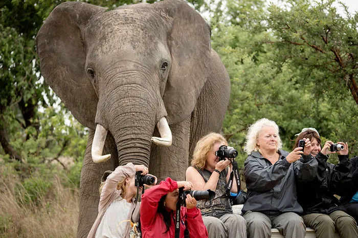 90 Of The Funniest Animal Photobombs Ever