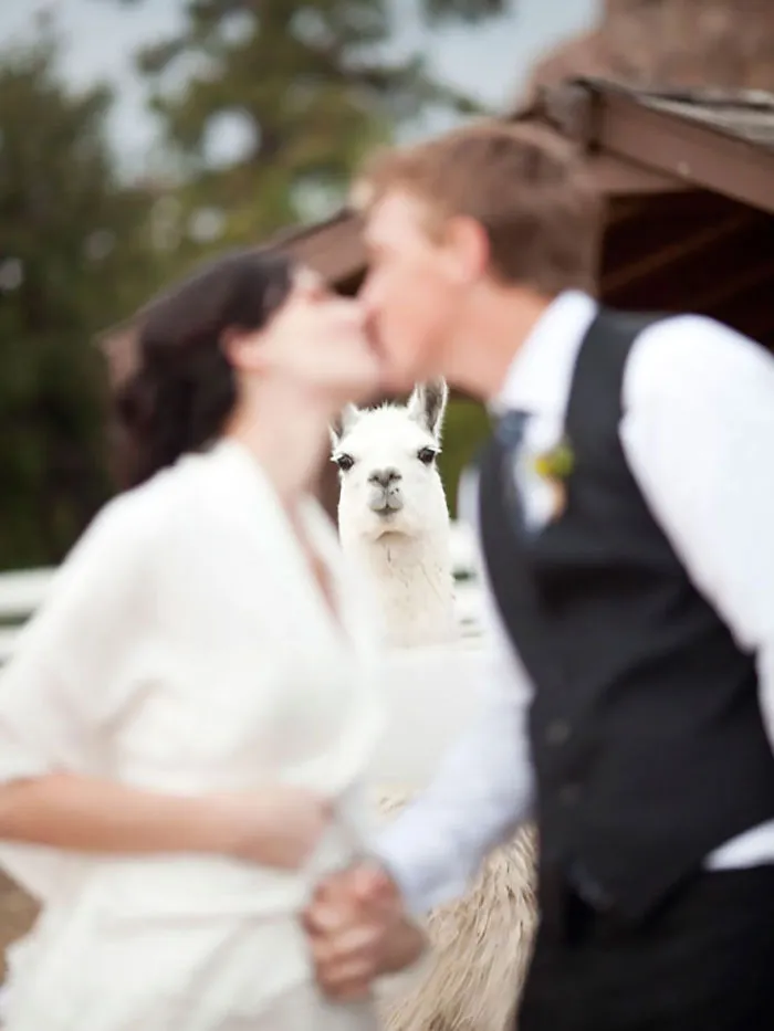 90 Of The Funniest Animal Photobombs Ever