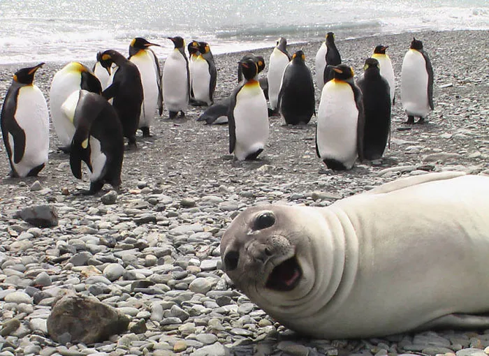 90 Of The Funniest Animal Photobombs Ever