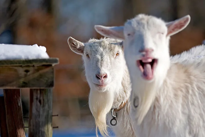 90 Of The Funniest Animal Photobombs Ever