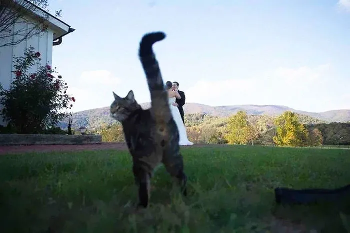 90 Of The Funniest Animal Photobombs Ever
