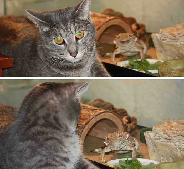 90 Of The Funniest Animal Photobombs Ever