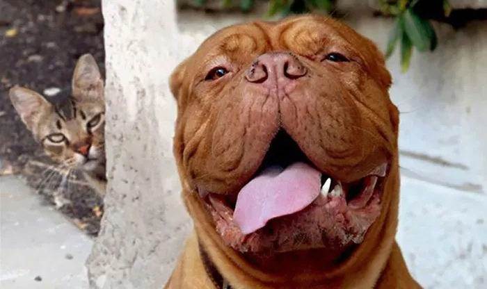 90 Of The Funniest Animal Photobombs Ever