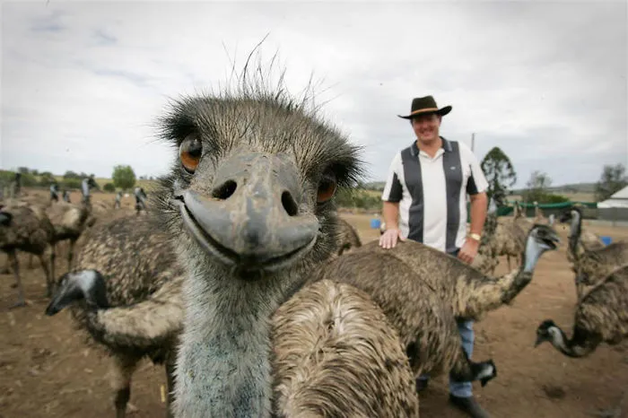 90 Of The Funniest Animal Photobombs Ever