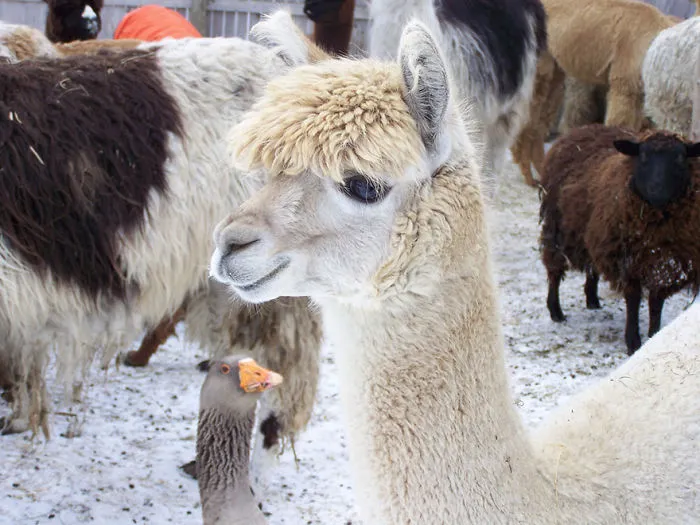 90 Of The Funniest Animal Photobombs Ever