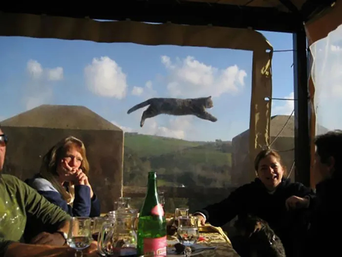 90 Of The Funniest Animal Photobombs Ever