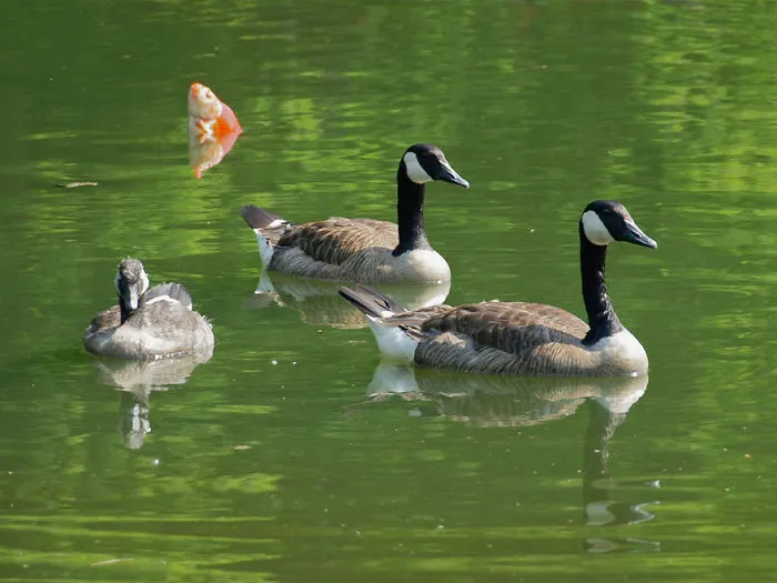 90 Of The Funniest Animal Photobombs Ever