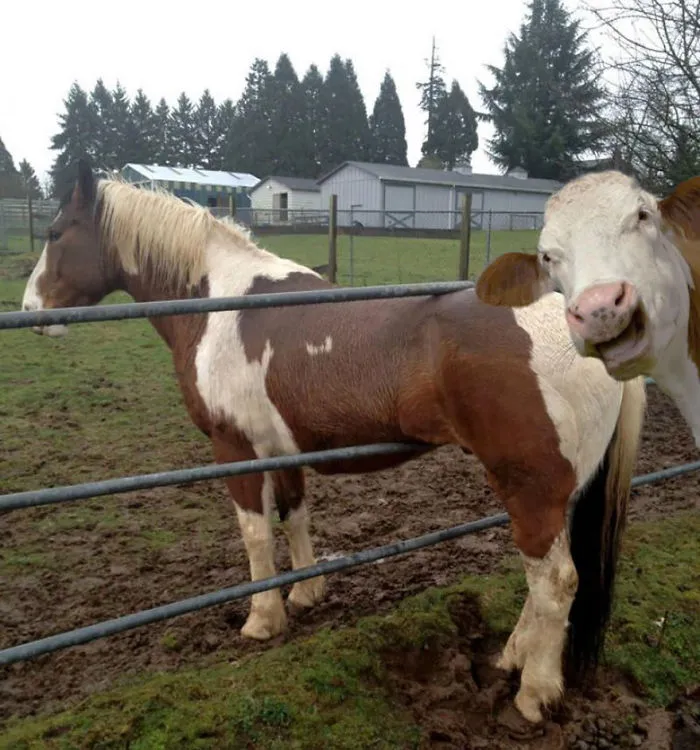 90 Of The Funniest Animal Photobombs Ever