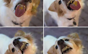 42 Animals Licking Glass That Have No Idea How Silly They Look
