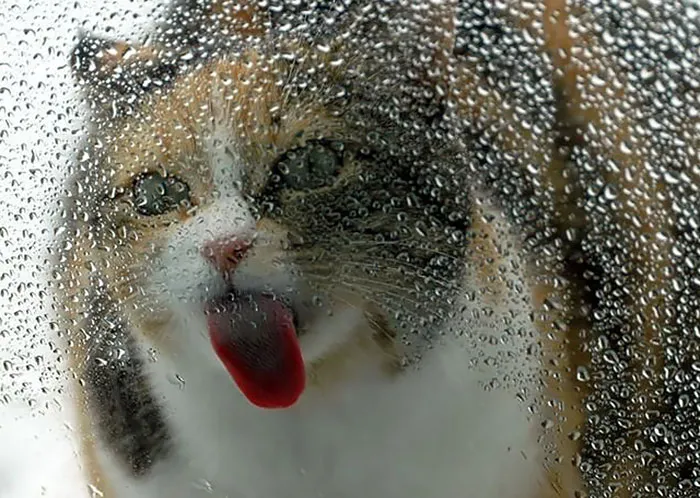 42 Animals Licking Glass That Have No Idea How Silly They Look