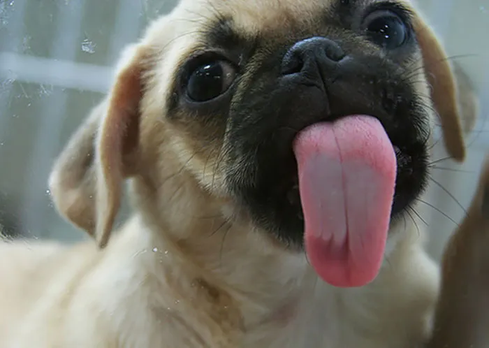 42 Animals Licking Glass That Have No Idea How Silly They Look