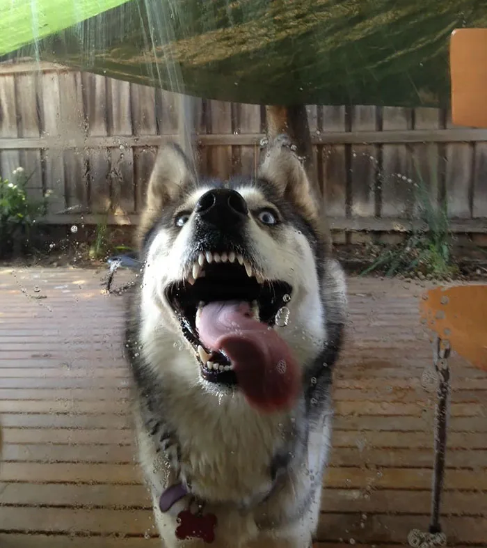 42 Animals Licking Glass That Have No Idea How Silly They Look